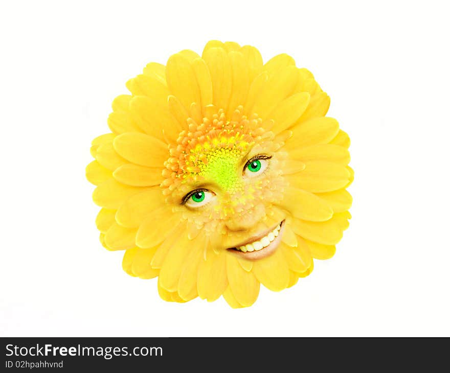 Yellow gerbera isolated on the white background