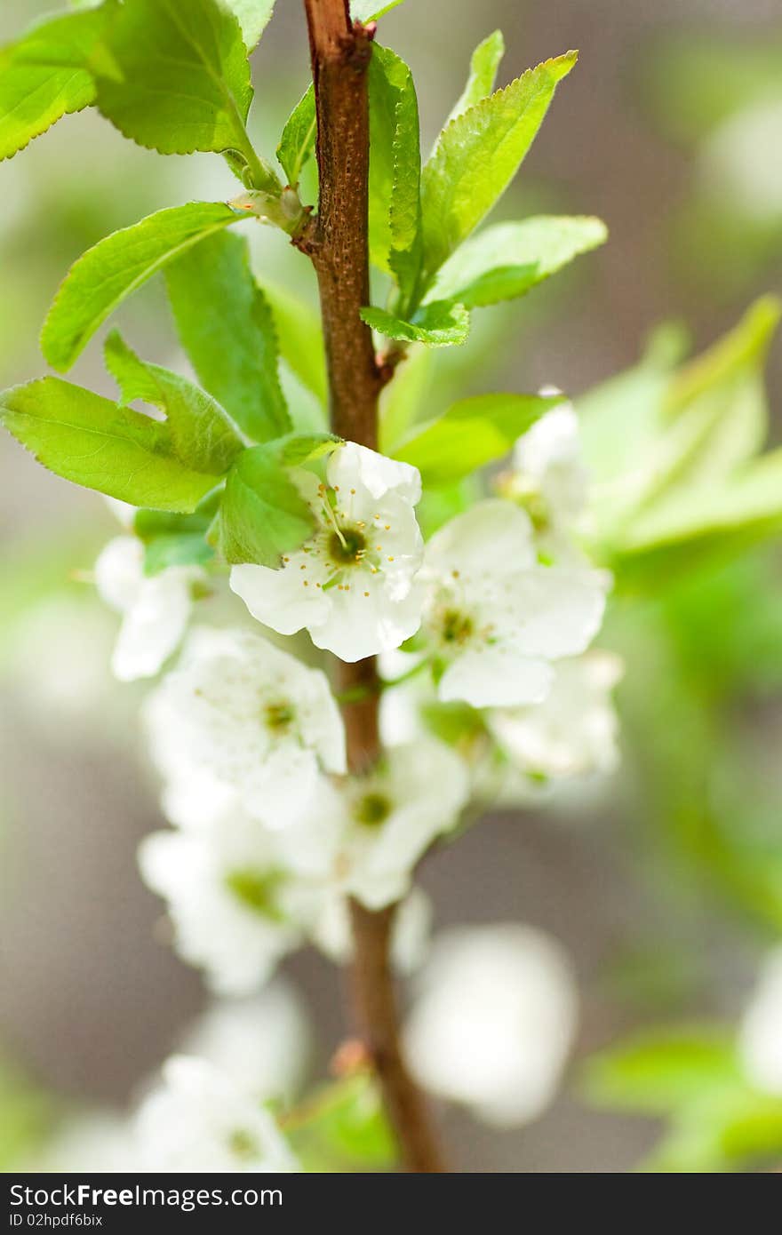 Trees Green Leaves And Flowers. Spring