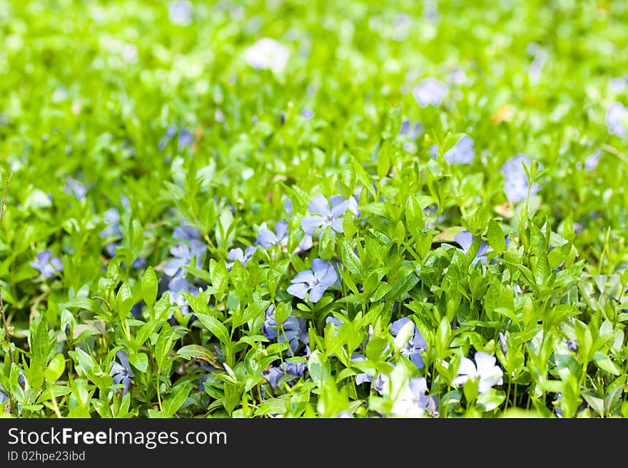 Green leaf and flowers. Spring background.