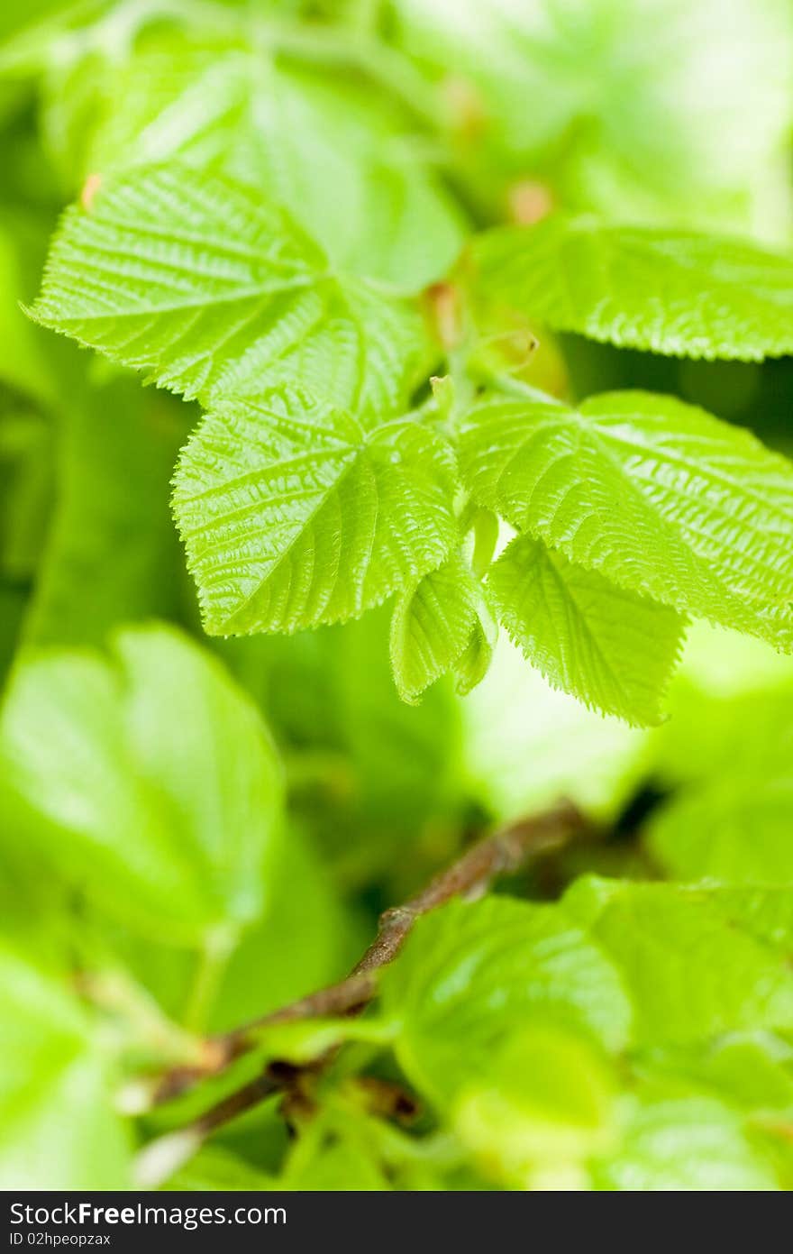 Trees green leaves. Spring theme