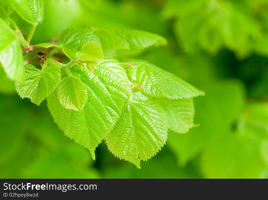 Trees green leaves. Spring theme