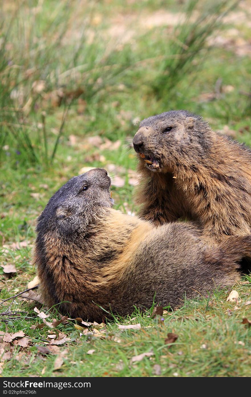 Alpine Marmots live at heights between 800 and 3,200 metres