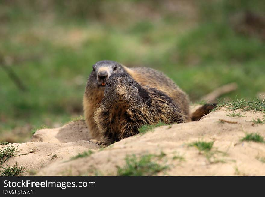 Alpine Marmots live at heights between 800 and 3,200 metres