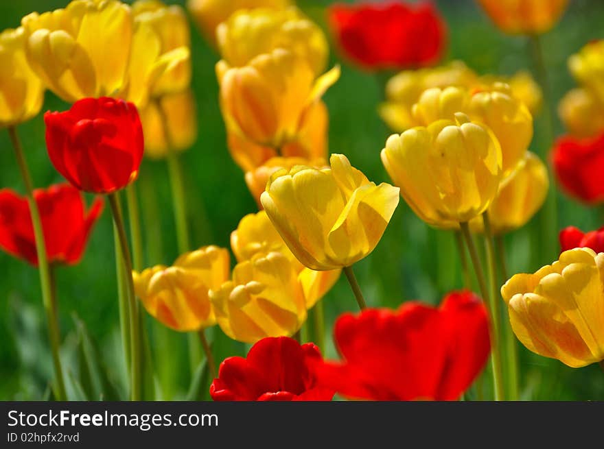 Beautiful yellow tulips in garden