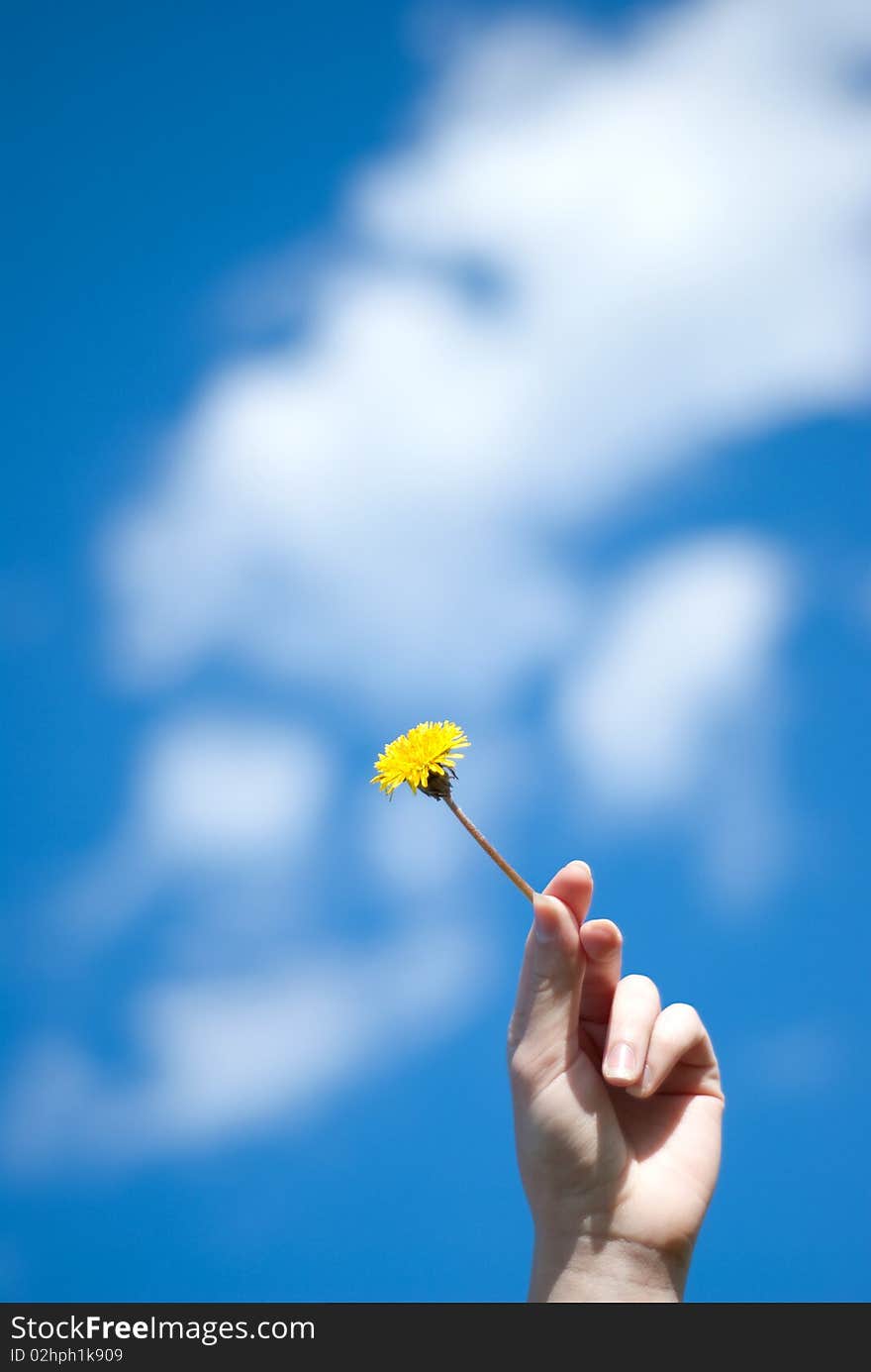 Dandelion in a hand