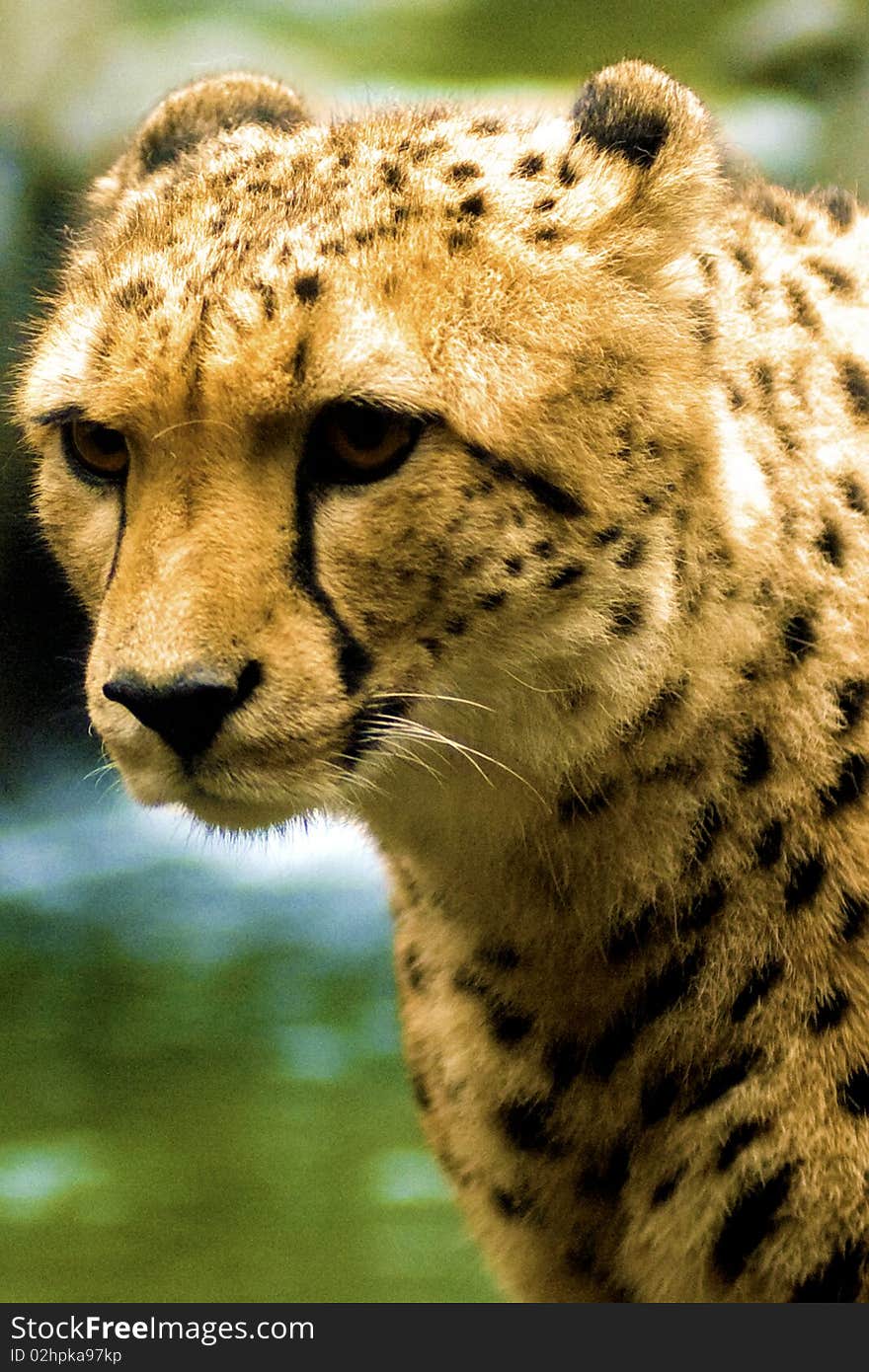 Cheetah