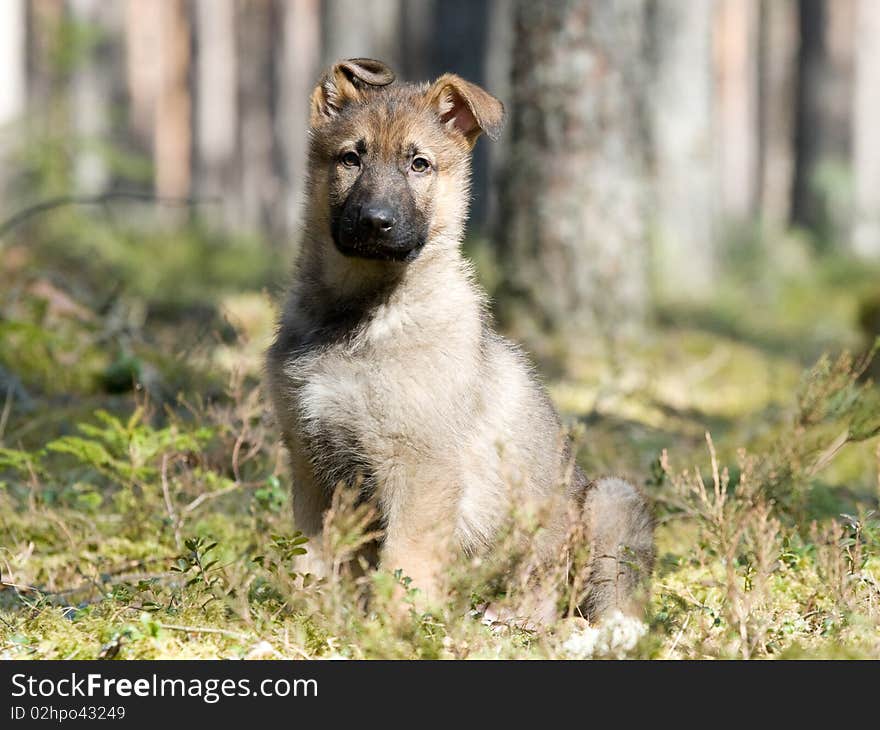 Sheepdogs puppy on the grass in spring forest. Sheepdogs puppy on the grass in spring forest