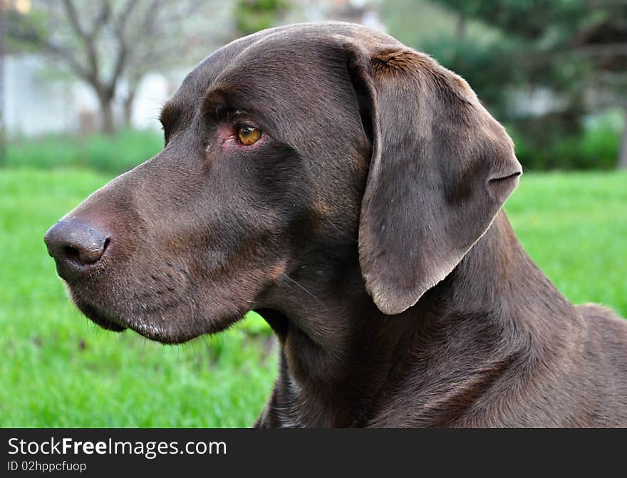 German shorthaired pointer is known of german pointers and routinely is called only German Ohara, without confusion.