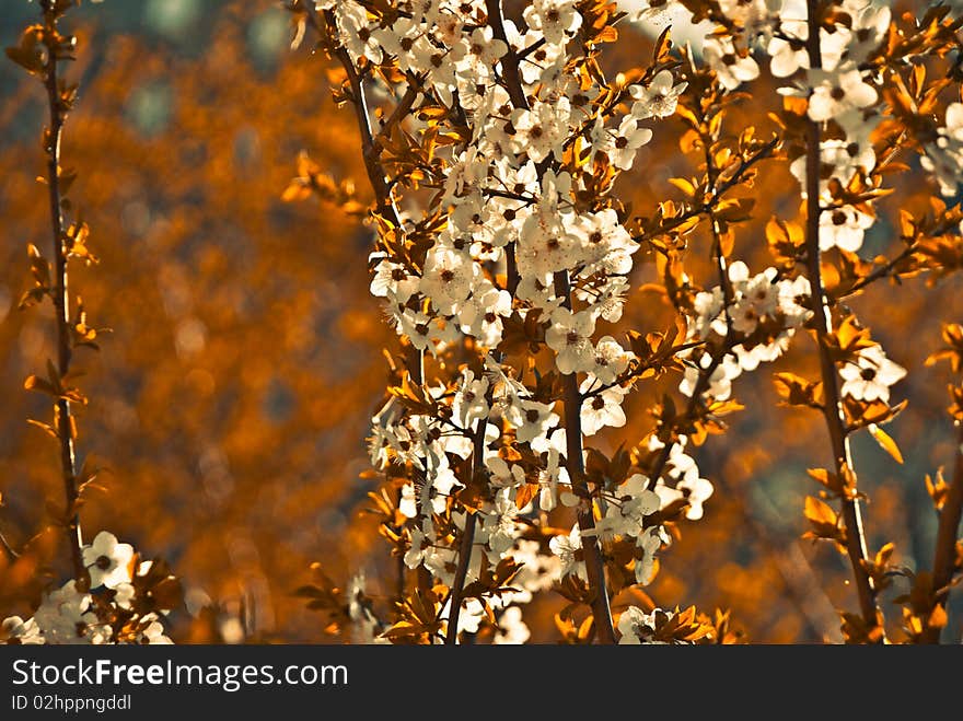 Apricot tree background