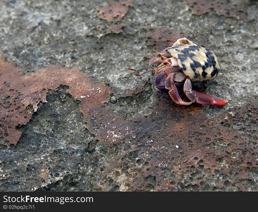 Colorful land hermit crab scurrying across a rock.