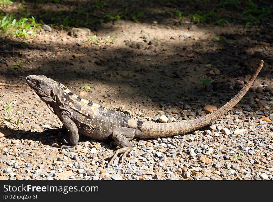 Large Iguana