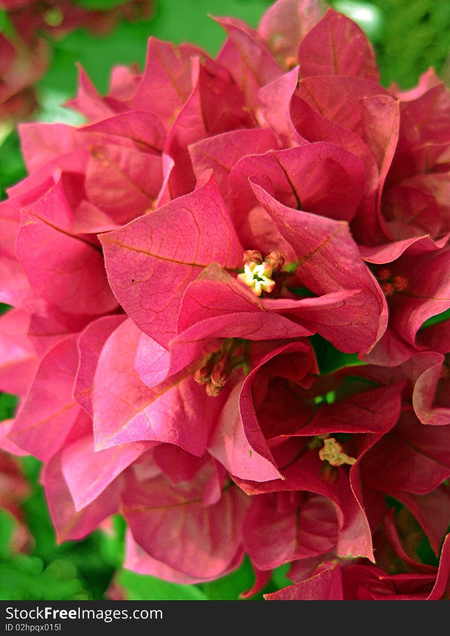 Beautiful red flower