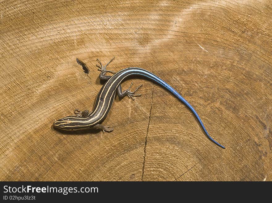 Broadhead Skink