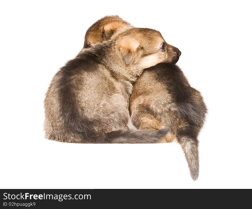 German sheepdogs puppys isolated on white background