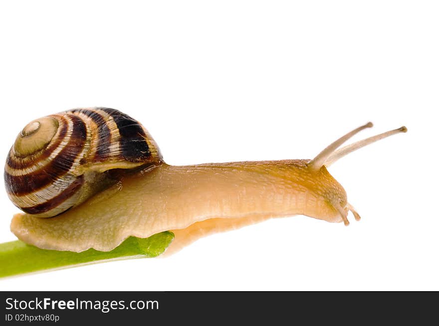 Big garden snail isolated on a white background