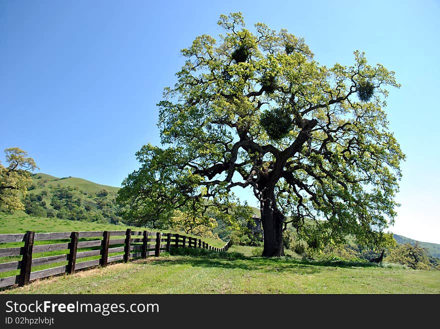 Old Oak Tree