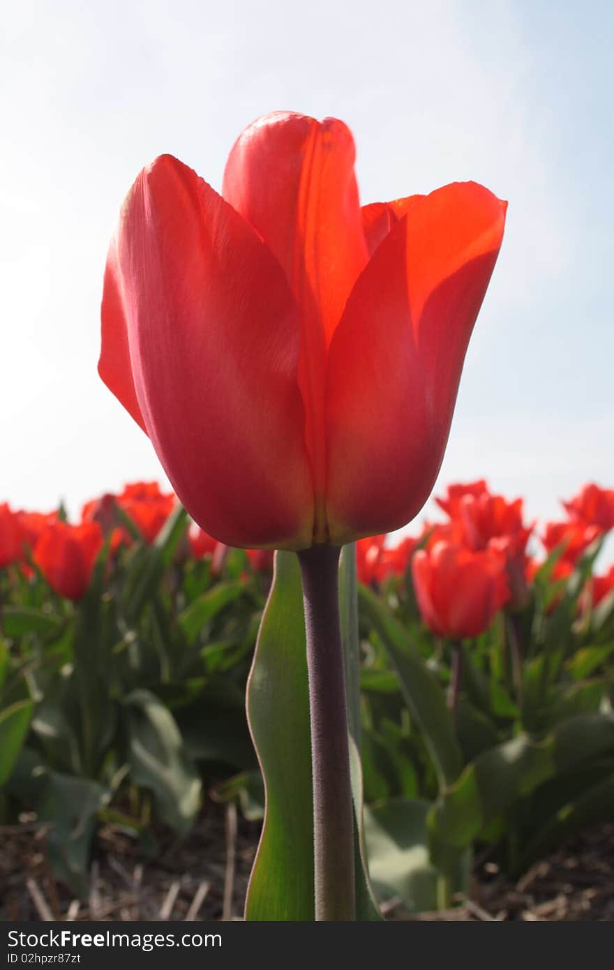 Red Tulip