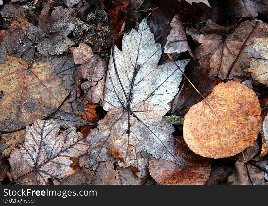 Maple and poplar leaves that have fallen to the ground in the woods. Maple and poplar leaves that have fallen to the ground in the woods.