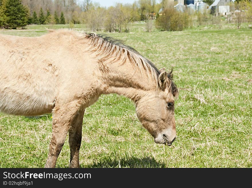 Horse grazing in a field in spring