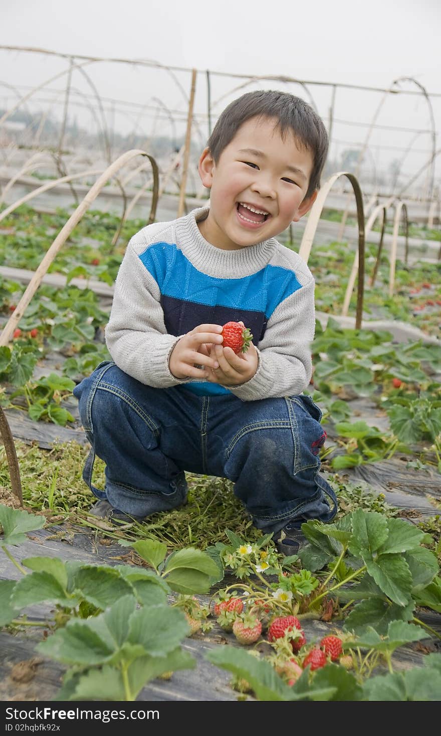 Picture of a little chinese boy larghing cheerfully while picking big and red strawberries and crouching in the fields at a spring day. Picture of a little chinese boy larghing cheerfully while picking big and red strawberries and crouching in the fields at a spring day