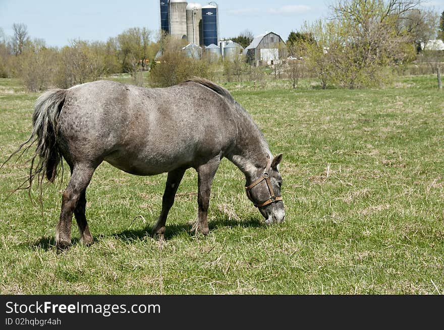 Grey mare in a field in spring. Grey mare in a field in spring