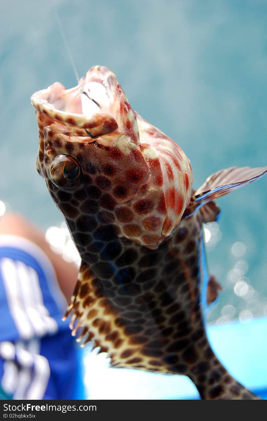 Sea fish hooked by fisher. Sea fish hooked by fisher