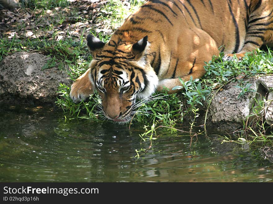 Drinking tiger