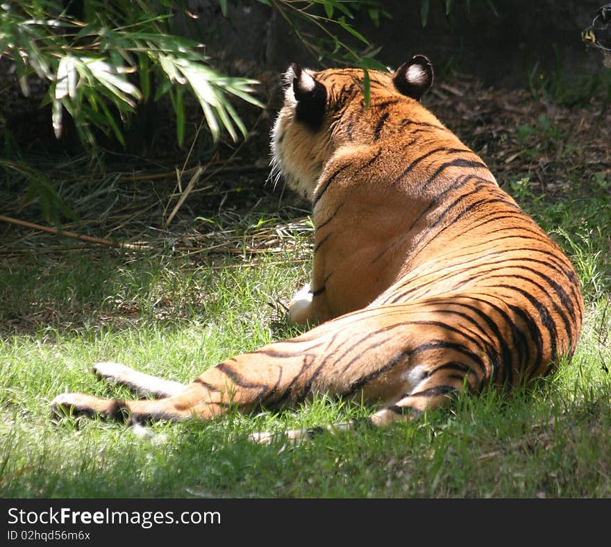 Lounging tiger