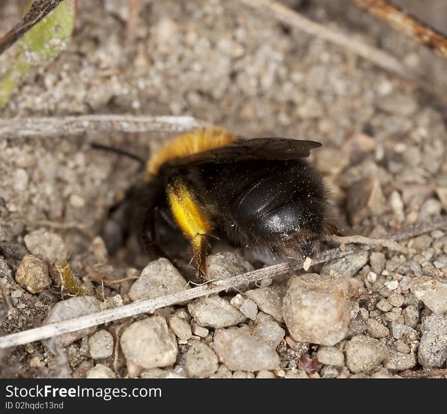 Bee digging in sand.