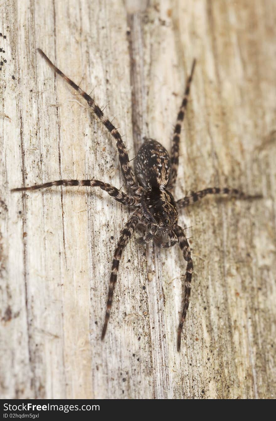 Hunting spider on wood. Macro photo.