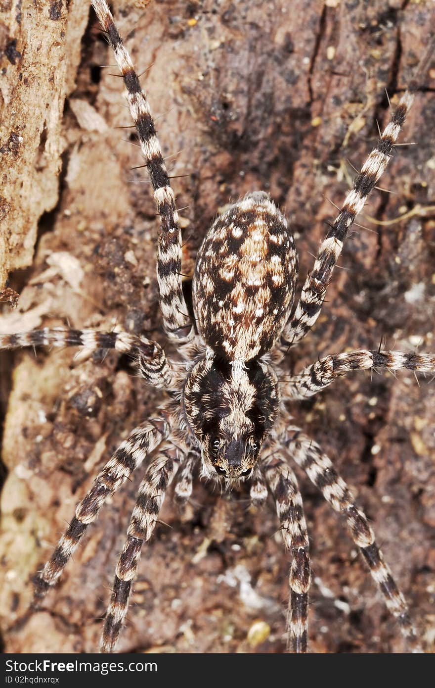 Hunting spider on wood. Macro photo.