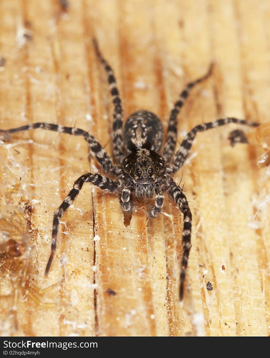 Hunting spider on wood.