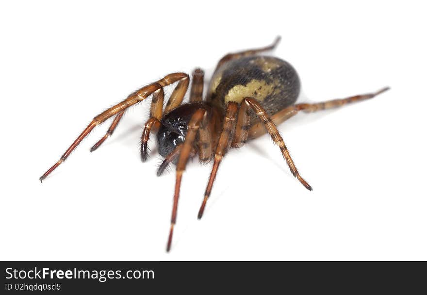 Hunting spider isolated on white.