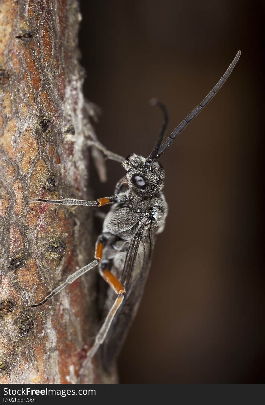 Sawfly Sitting On Stem. Macro Photo.