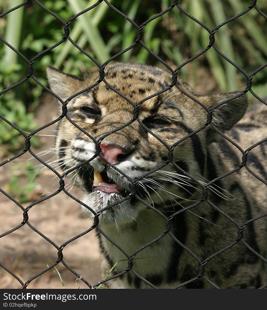 Playful leopard