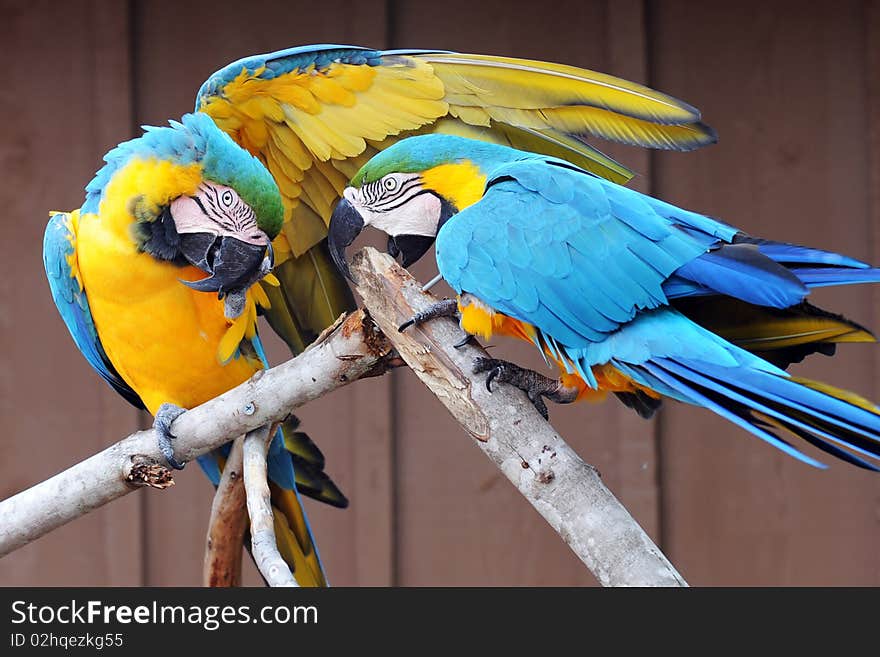 Macaws Together