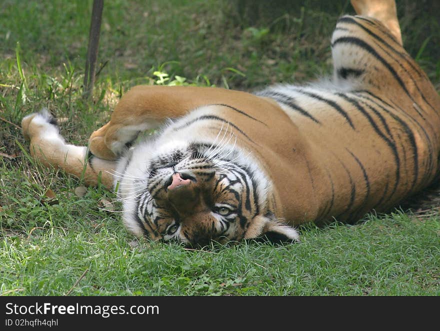 Lazy tiger