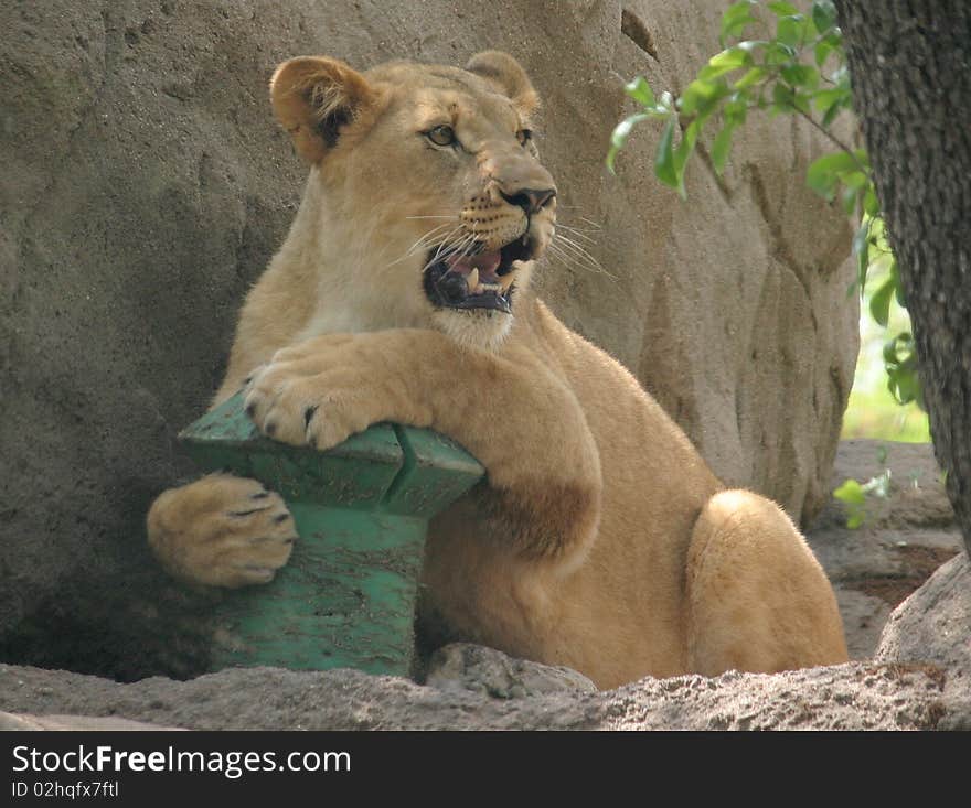 A lioness claims a toy as hers. A lioness claims a toy as hers.