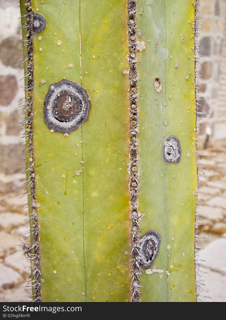 Squared cacti with fungi growth creating patterns. Squared cacti with fungi growth creating patterns