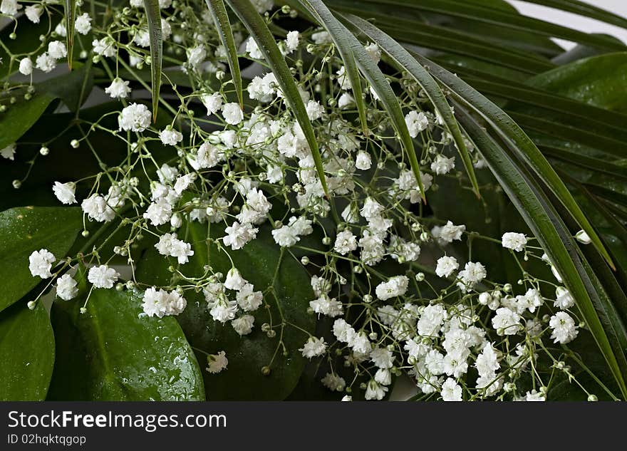 Gipsophyla And Fern