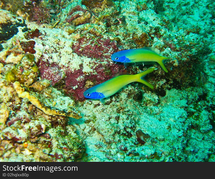 Family of fish underwater at sipadan