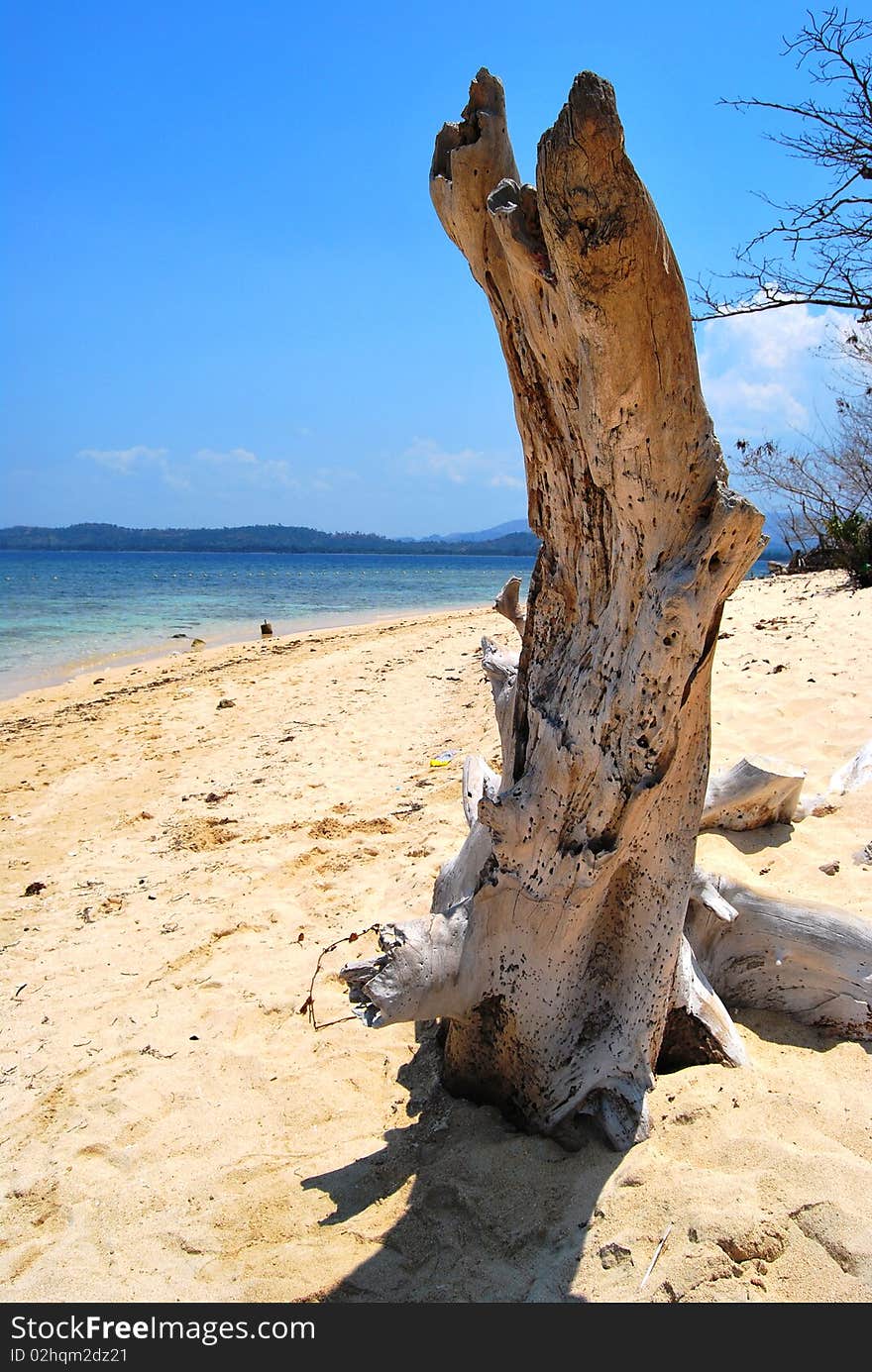 Tree Trunk At The Seashore