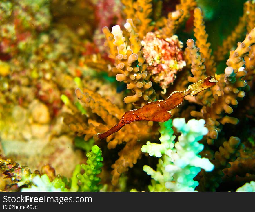 Pipe fish is one faverite underwater. Pipe fish is one faverite underwater.