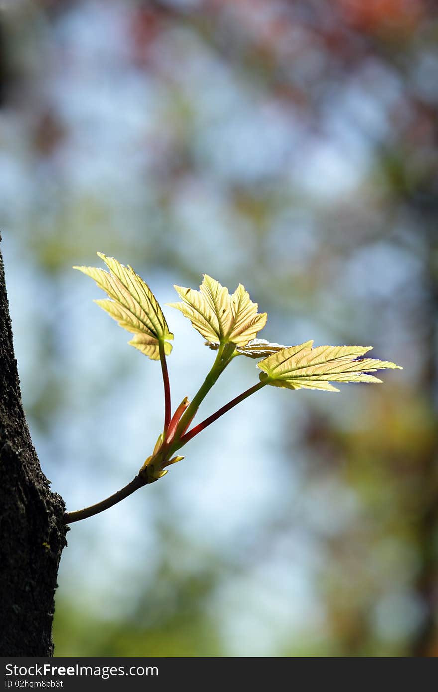 Yellow leaves background