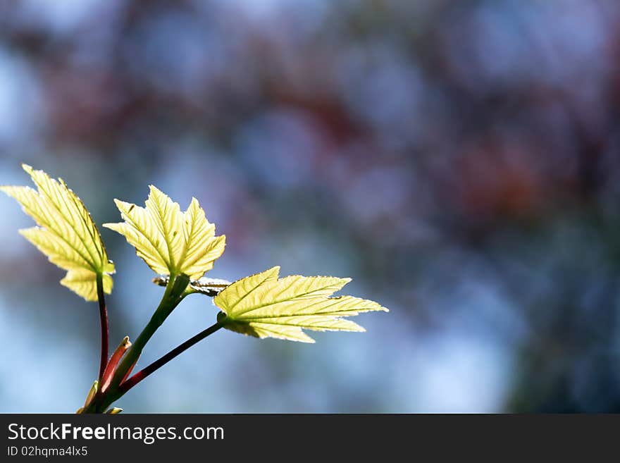 Yellow maple leaf