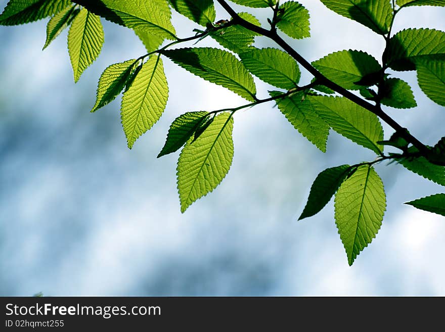 Green leaves in city park in the spring afternoon. Green leaves in city park in the spring afternoon