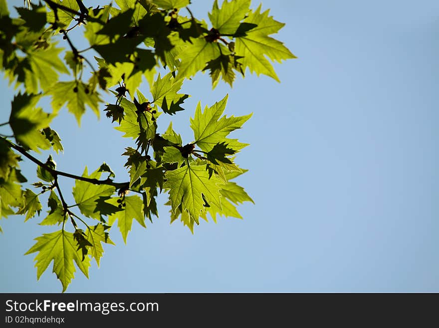 Green maple leaves in city park in the spring afternoon. Green maple leaves in city park in the spring afternoon