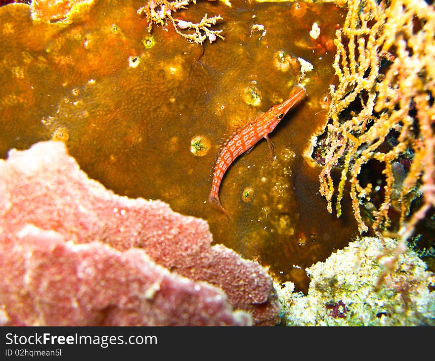 Lone nose hawk fish is one of hard to find and take a photo under water. Lone nose hawk fish is one of hard to find and take a photo under water.