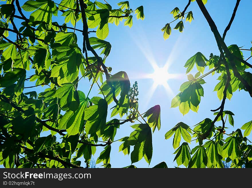 Branches of tree and sun. Nature composition.