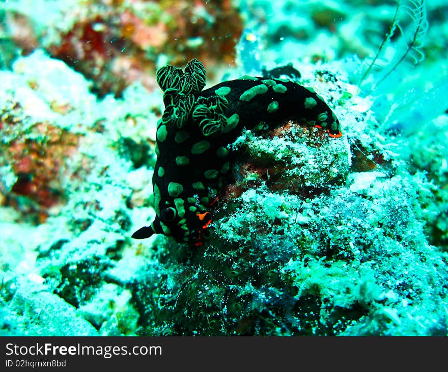 Colorful nudi branch walking on the rock at smart house reef, Sipadan. Colorful nudi branch walking on the rock at smart house reef, Sipadan.